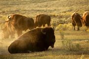 Yellowstone , Yellowstone , Estados Unidos 