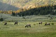 Yellowstone , Yellowstone , Estados Unidos 