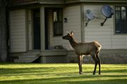 Yellowstone , Yellowstone , Estados Unidos 