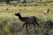 Yellowstone , Yellowstone , Estados Unidos 