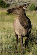 Yellowstone , Yellowstone , Estados Unidos 