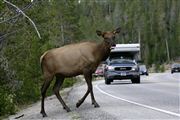 Yellowstone , Yellowstone , Estados Unidos 