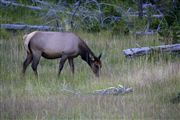 Yellowstone , Yellowstone , Estados Unidos 