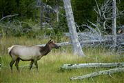 Yellowstone , Yellowstone , Estados Unidos 