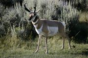 Yellowstone , Yellowstone , Estados Unidos 