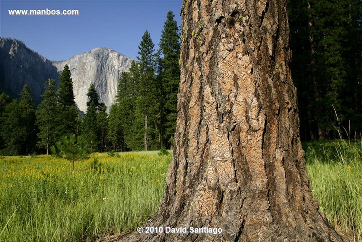 Yosemite 
Yosemite National Park EEUU 
California 