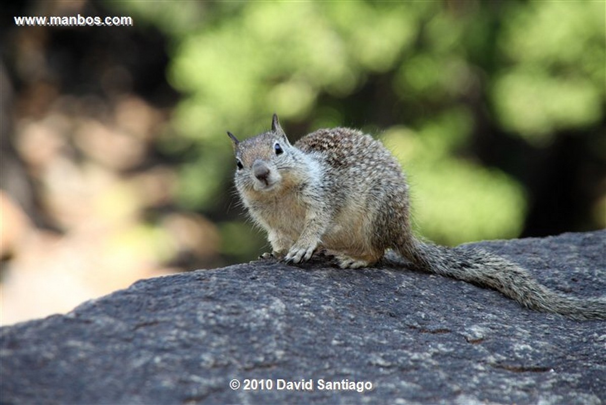 Yosemite 
Yosemite National Park Bird EEUU 
California 