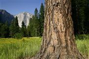 Yosemite , Yosemite , Estados Unidos 