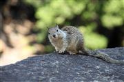 Camara Canon EOS 500D
Yosemite National Park Ardilla de California EEUU 
Yosemite
YOSEMITE 
Foto: 19962