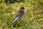 Camara Canon EOS 500D
Yosemite National Park Bird EEUU 
Yosemite
YOSEMITE 
Foto: 19975