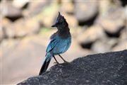 Camara Canon EOS 500D
Yosemite National Park Jay Steller EEUU 
Yosemite
YOSEMITE 
Foto: 20001