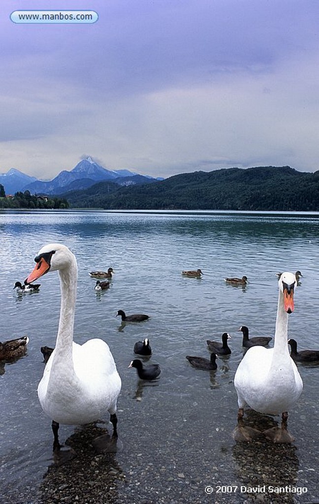 Lago Konigssee
Lago Konigssee Baviera
Baviera