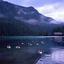 Lago Konigssee
Titulo: Barnaclas canadienses y anades reales Lago Konigssee