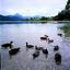 Lago Weissensee
Fochas en el lago Weissensee Baviera
Baviera