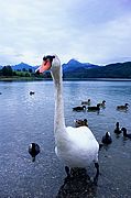 Lago Weissensee, Lago Weissensee, Alemania