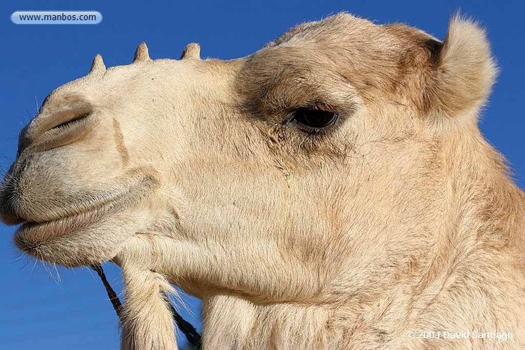 Tamanrasset
Carrera de Camellos en el Festival de Turismo Sahariano de Tamanrasset - Argelia
Argelia