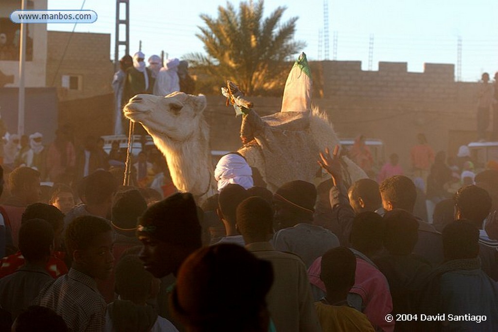 Tamanrasset
Detalle de Camello en  Tamanrasset - Argelia
Argelia