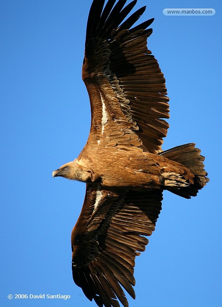 Parque Nacional de Monfrague
Buitre leonado
Caceres