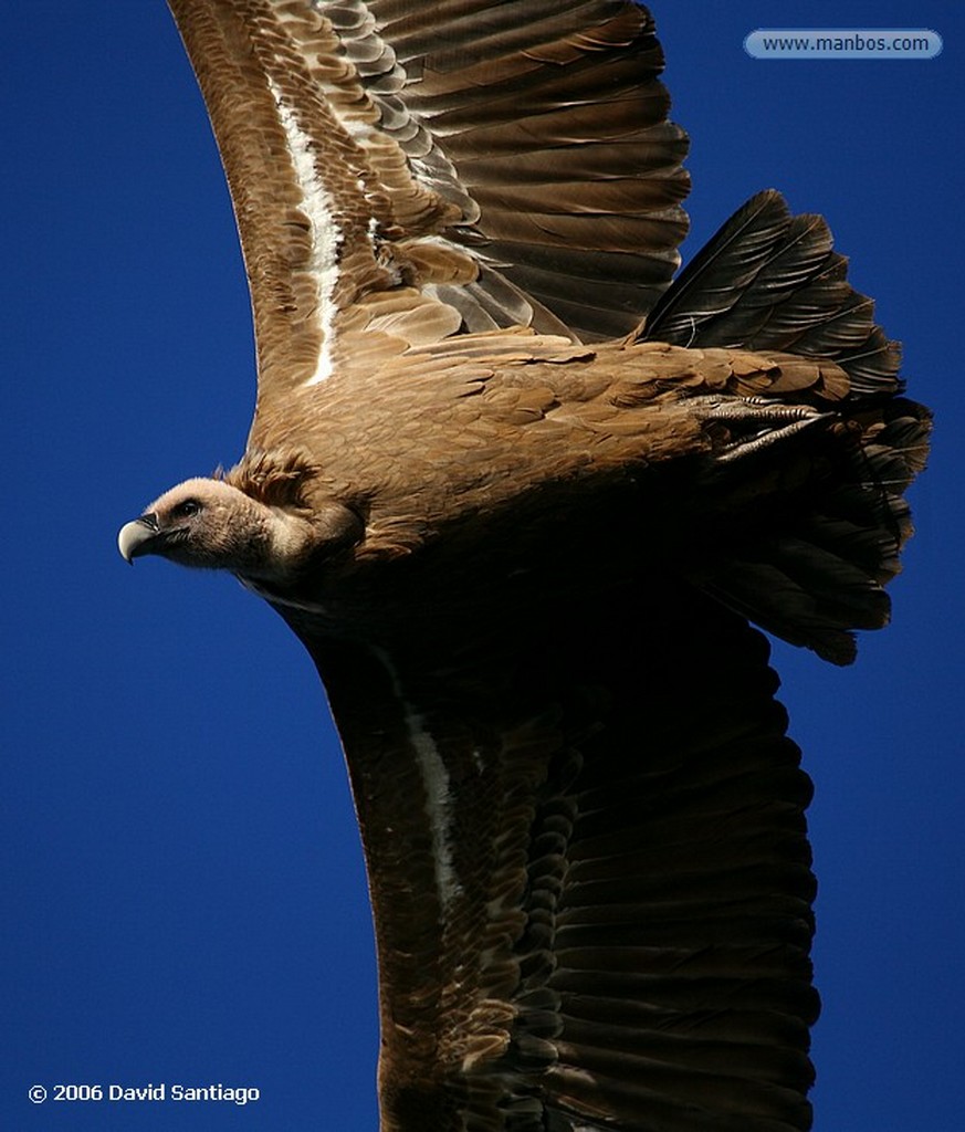 Parque Nacional de Monfrague
Buitre leonado
Caceres