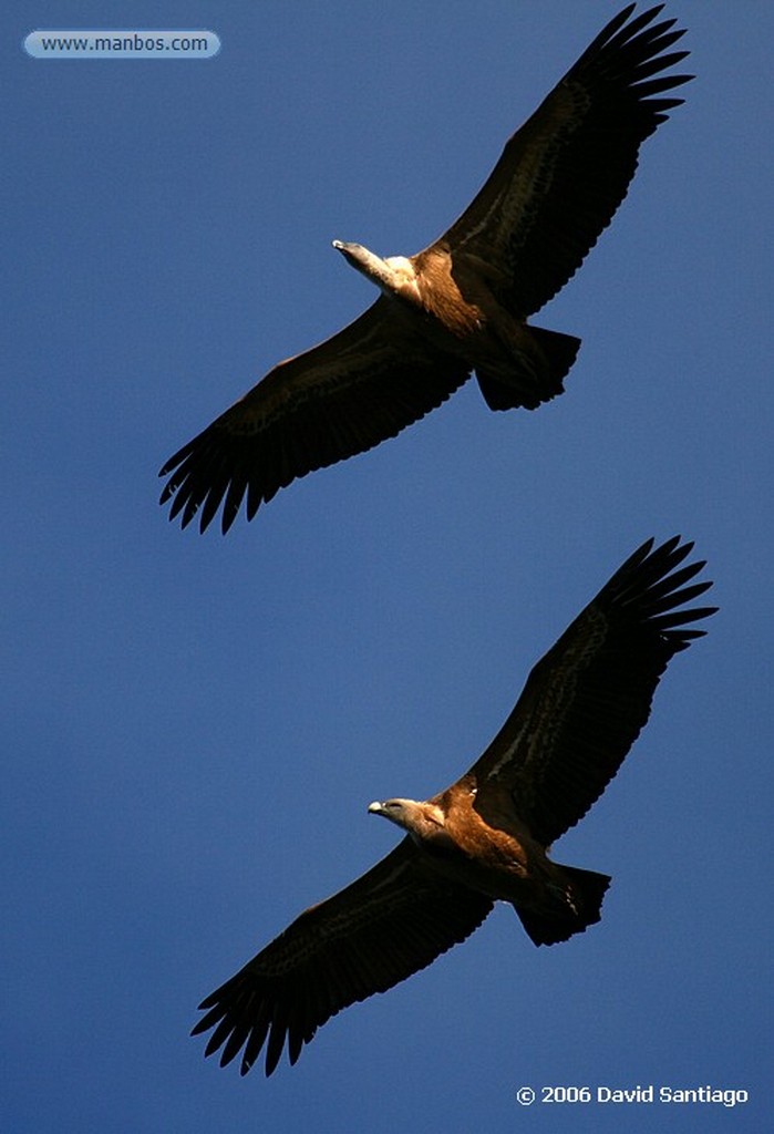 Parque Nacional de Monfrague
Buitre leonado
Caceres