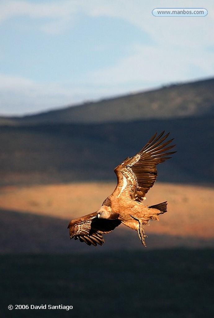 Parque Nacional de Monfrague
Buitre leonado
Caceres