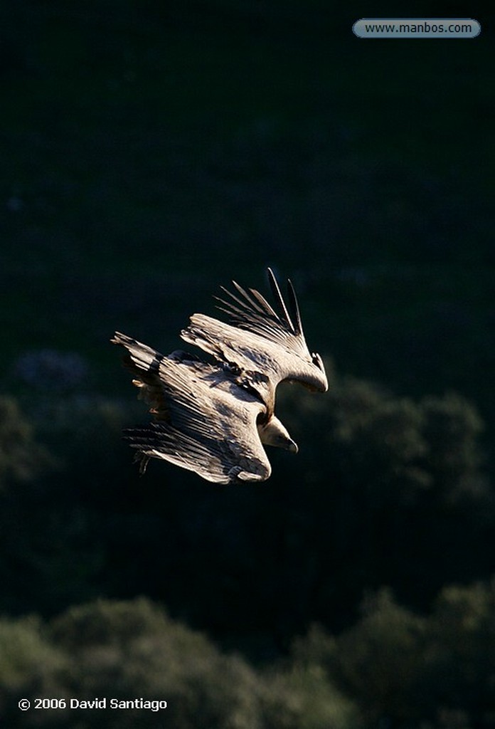 Parque Nacional de Monfrague
Buitre leonado
Caceres