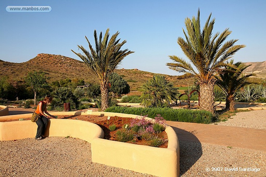 Cabo de Gata
LAVANDULA DENTATA
Almeria