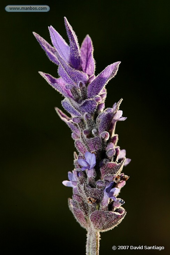 Cabo de Gata
THYMUS HYEMALIS LANGE, ENDEMISMO ALMERIENSE
Almeria