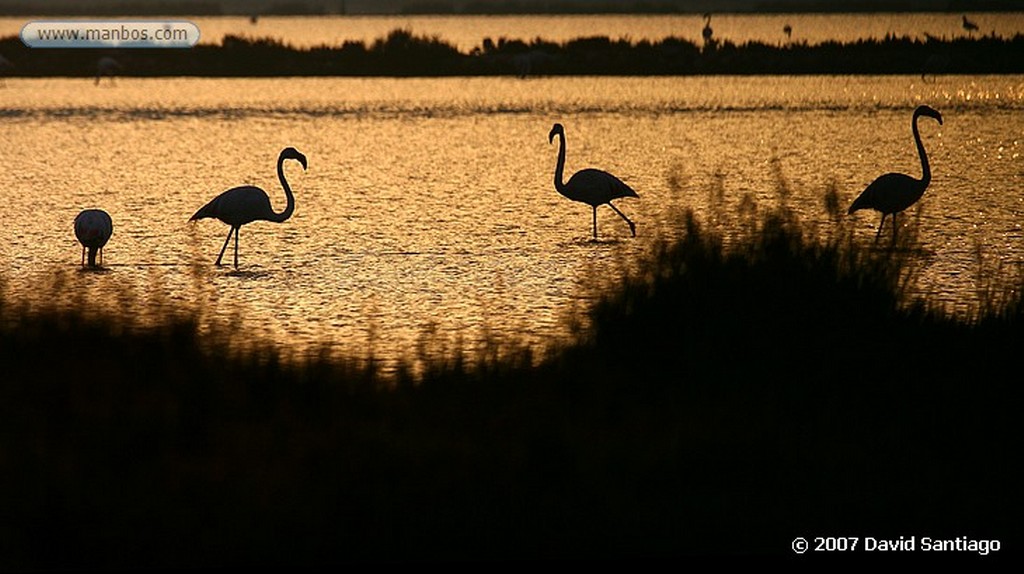 Cabo de Gata
FLAMENCOS EN SALINAS DE CABO DE GATA
Almeria