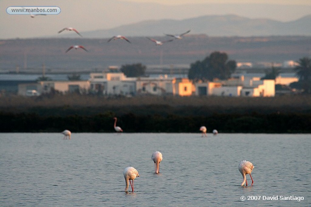 Cabo de Gata
FLAMENCOS EN SALINAS DE CABO DE GATA
Almeria