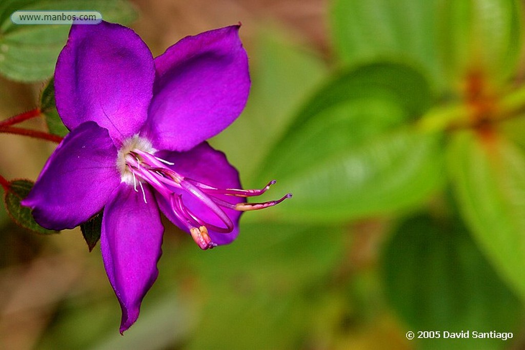 Parque Nacional Canaima
Flor
Bolivar