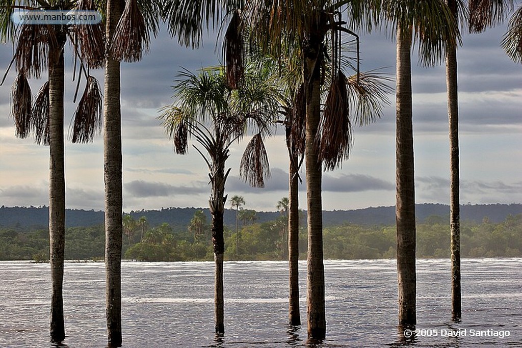 Parque Nacional Canaima
Aracnido
Bolivar