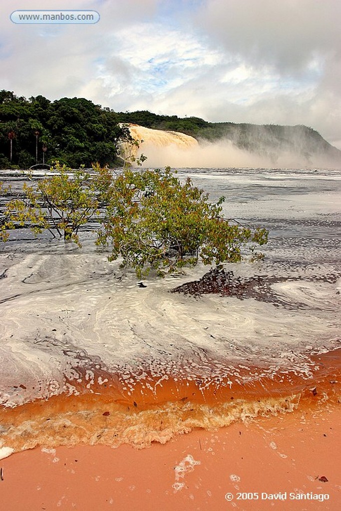 Parque Nacional Canaima
Hormigas en Tepuy Roraima
Bolivar