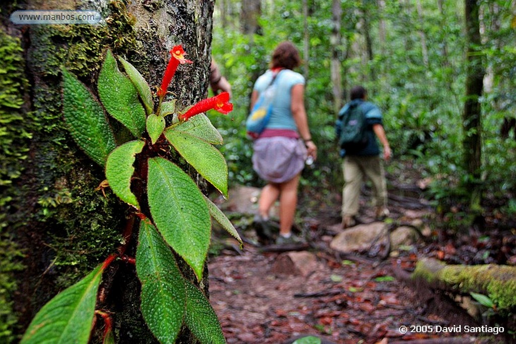 Parque Nacional Canaima
Curiaras, camino al Salto del Angel
Bolivar