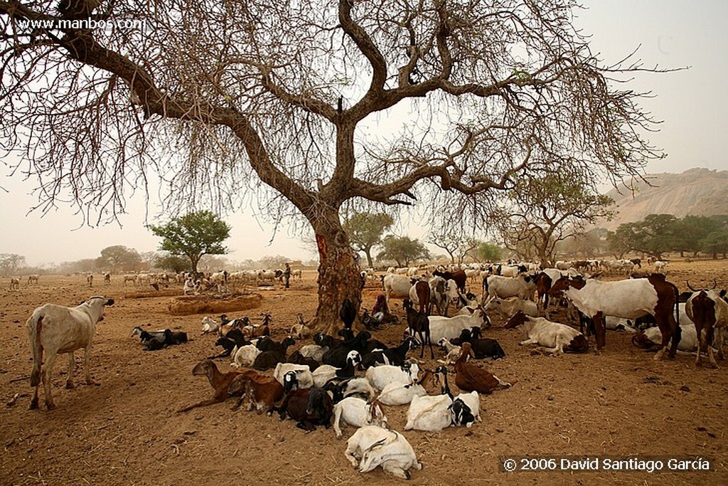 Parque Nacional de Zakouma
Nomadas
Zakouma