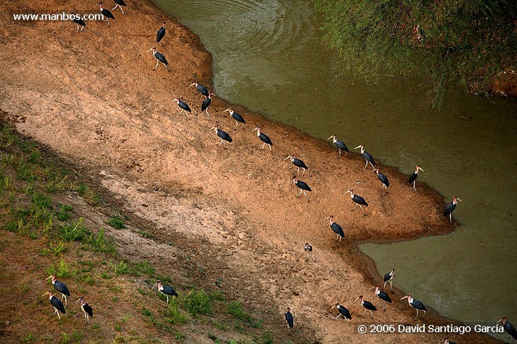 Parque Nacional de Zakouma
Ibir
Zakouma