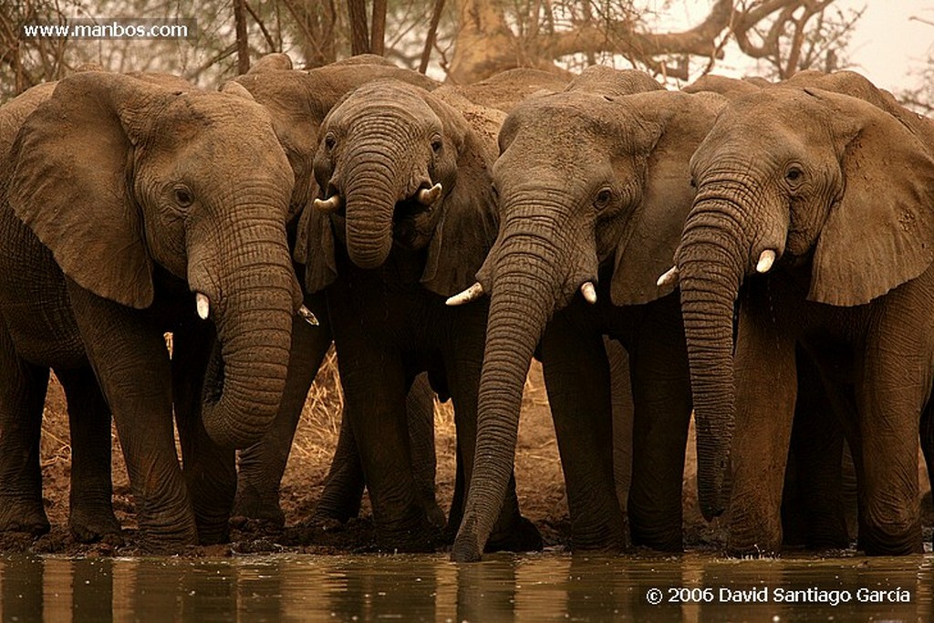 Parque Nacional de Zakouma
Elefante africano
Zakouma