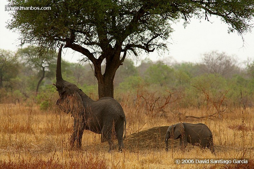 Parque Nacional de Zakouma
Elefante africano
Zakouma
