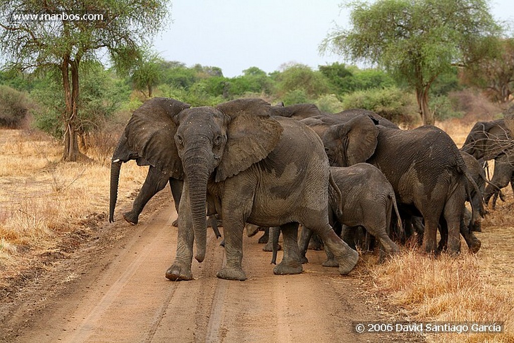 Parque Nacional de Zakouma
Elefante africano
Zakouma