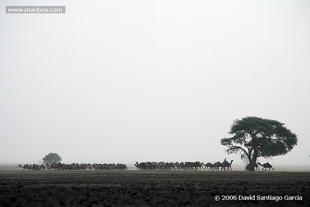 Parque Nacional de Zakouma
Ibir
Zakouma