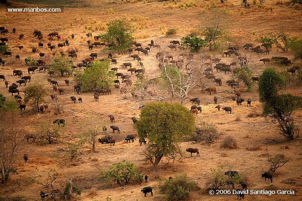 Parque Nacional de Zakouma
Ibir
Zakouma