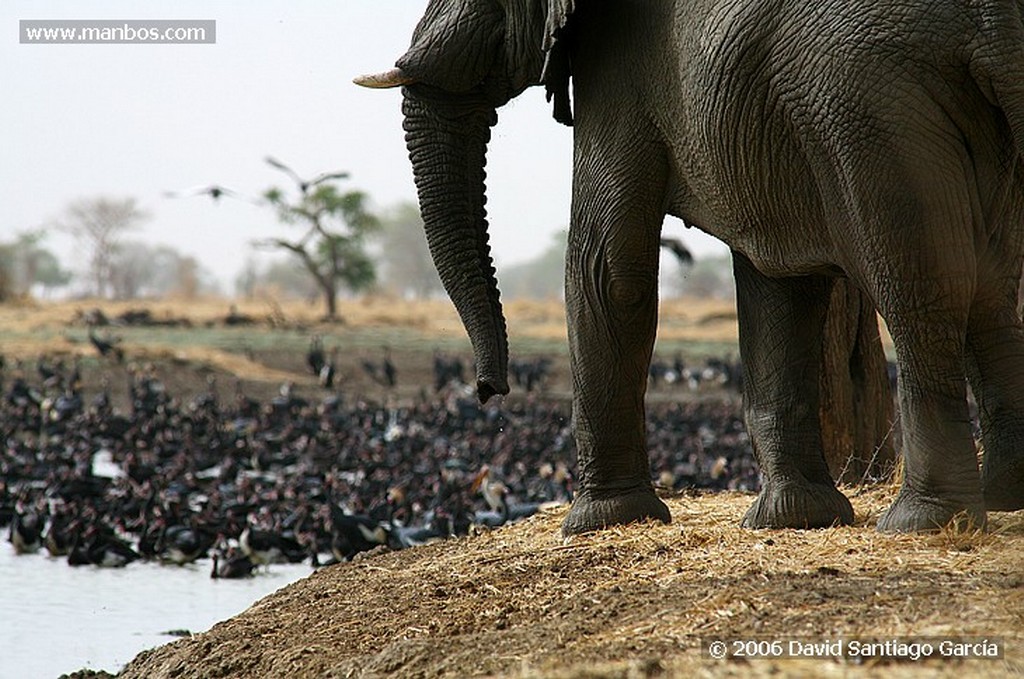 Parque Nacional de Zakouma
Elefante africano
Zakouma