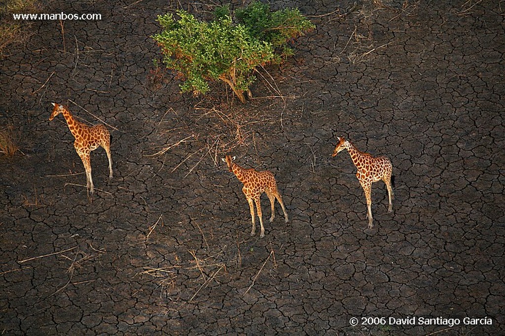 Parque Nacional de Zakouma
Damaliscus lunatus
Zakouma