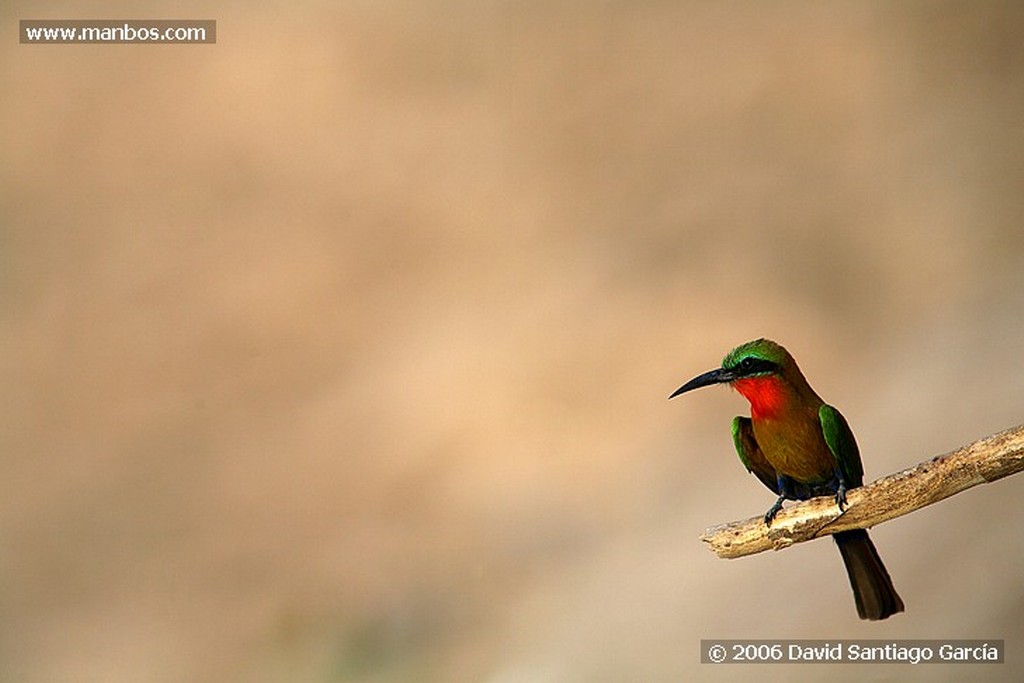 Parque Nacional de Zakouma
Agama agama
Zakouma