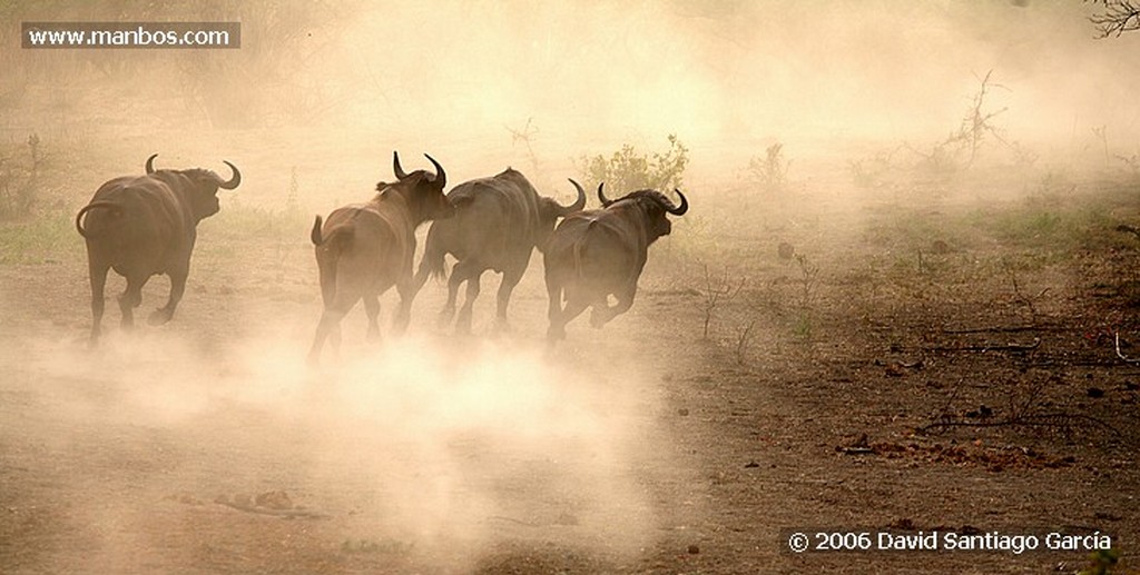 Parque Nacional de Zakouma
Zakouma
Zakouma