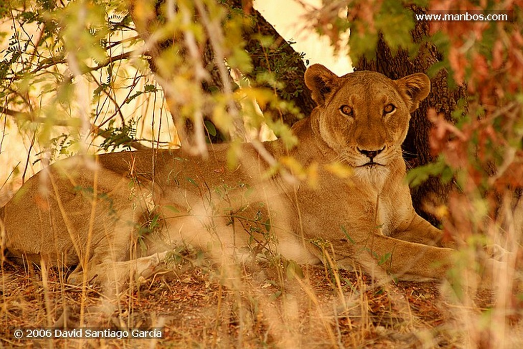 Parque Nacional de Zakouma
Ornitólogo
Zakouma