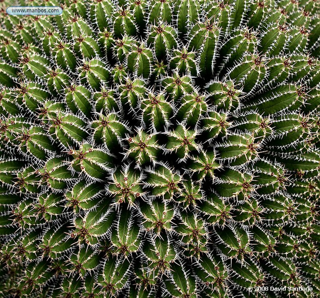 Lanzarote
Jardin de cactus
Canarias