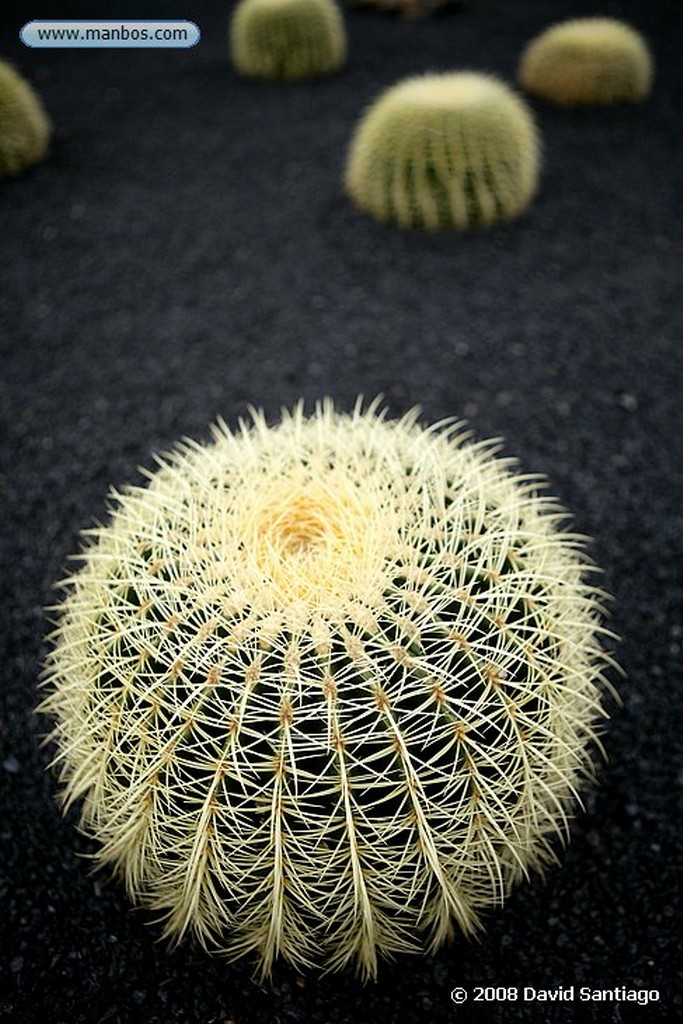 Lanzarote
Euphorbia echinus
Canarias