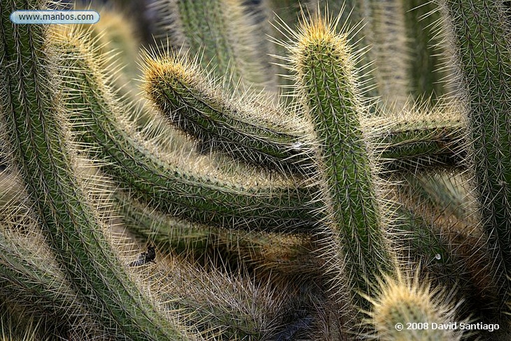 Lanzarote
Echinocactus grusonii
Canarias