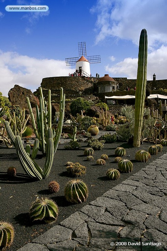 Lanzarote
Mammillaria compressa
Canarias